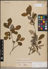 Foto von Salix cinerea L.